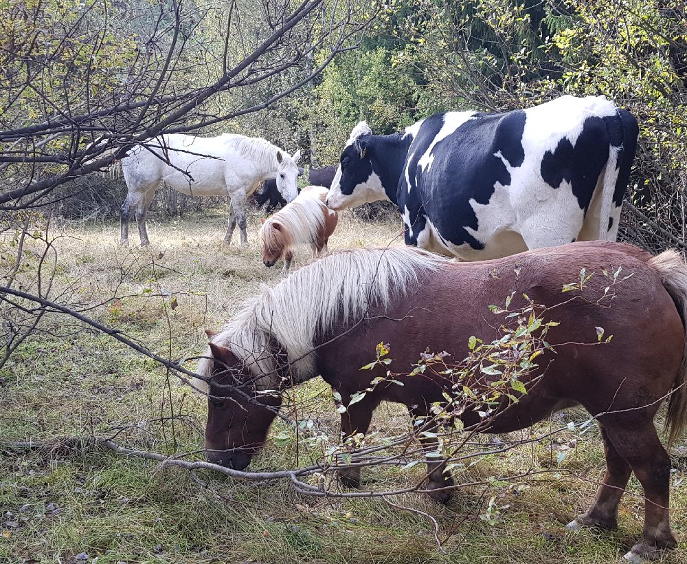 Kvigan Hilda trivs bra bland hästarna i hagen. Foto: Privat