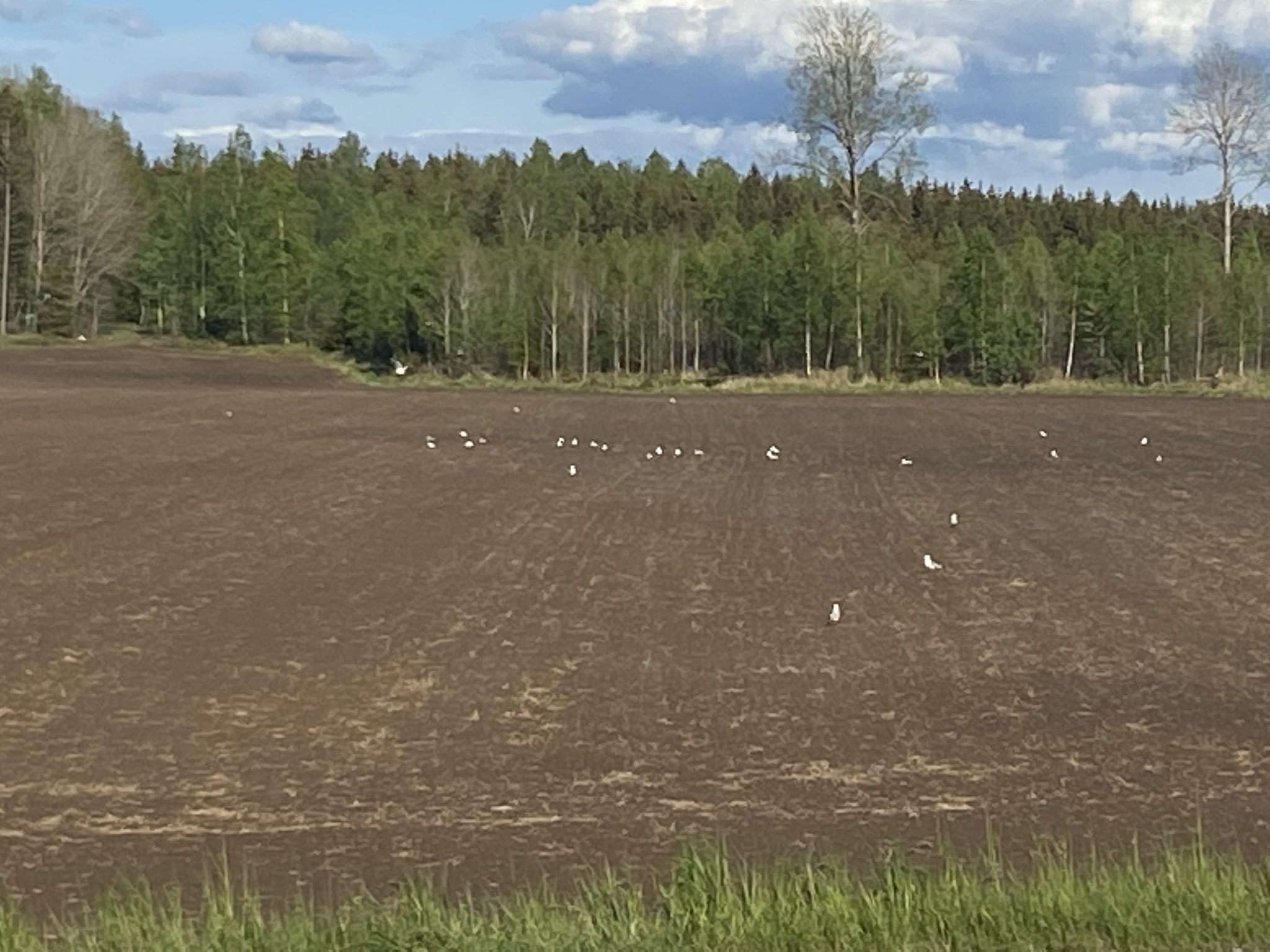 Utbobloggen | Skogens Konung – nu rödlistad! | ATL